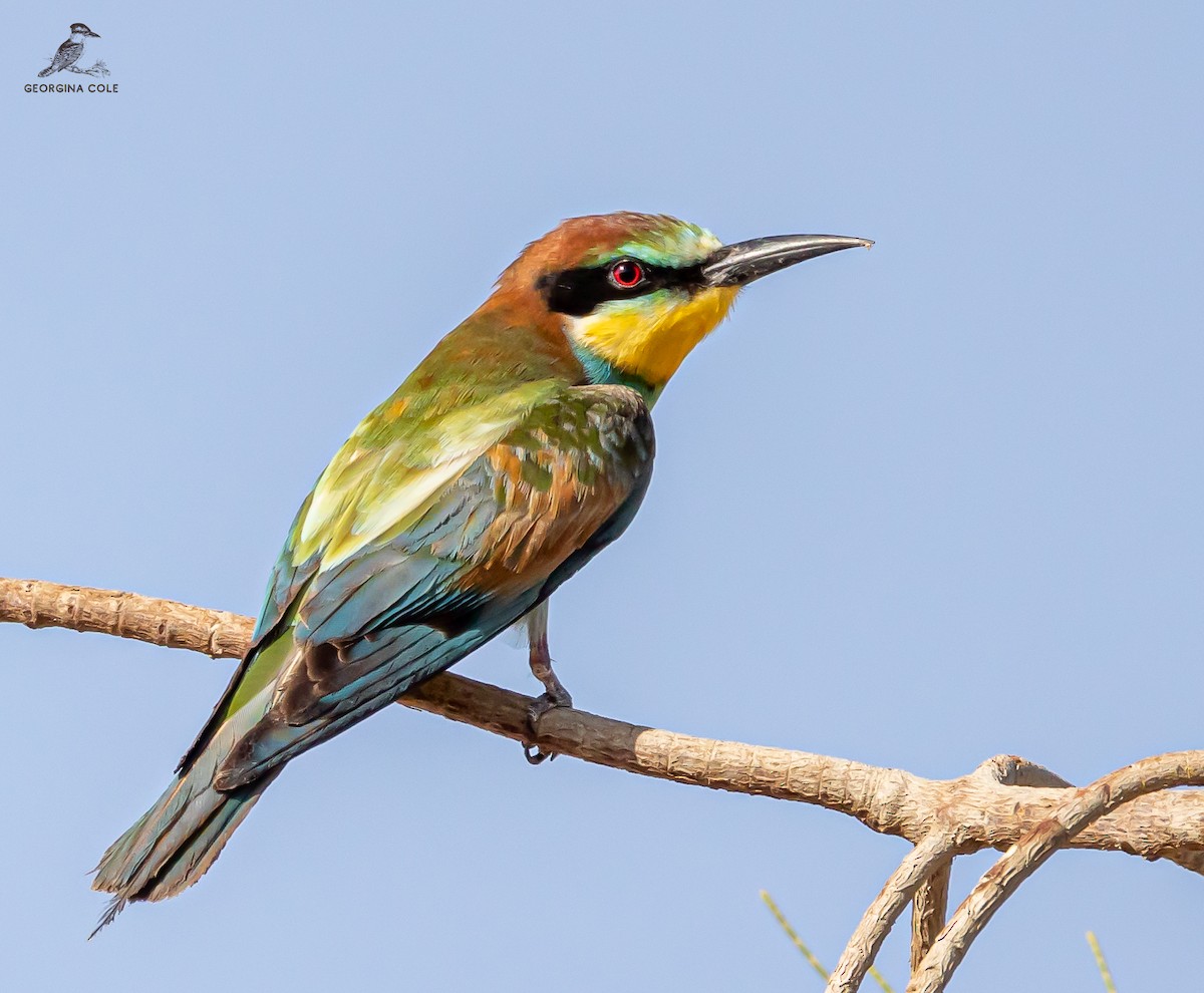 European Bee-eater - Georgina Cole