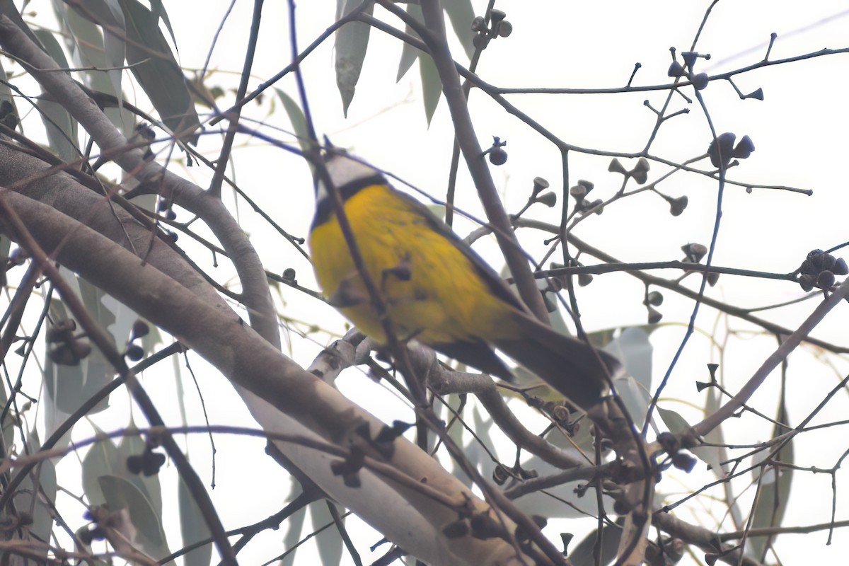 Golden Whistler (Eastern) - ML487662251