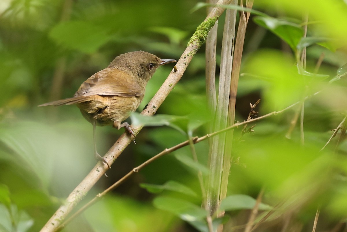 Grande Comore Brush-Warbler - ML487662411