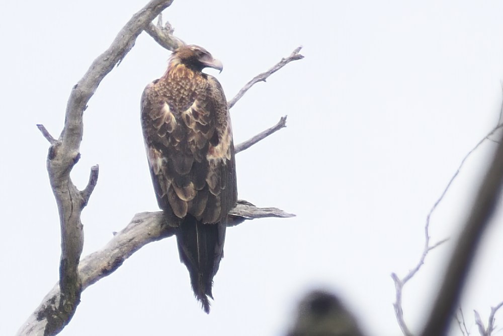 Wedge-tailed Eagle - ML487662921