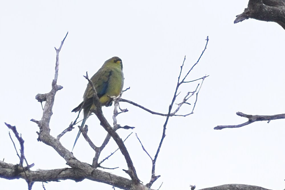 Blue-winged Parrot - ML487663351