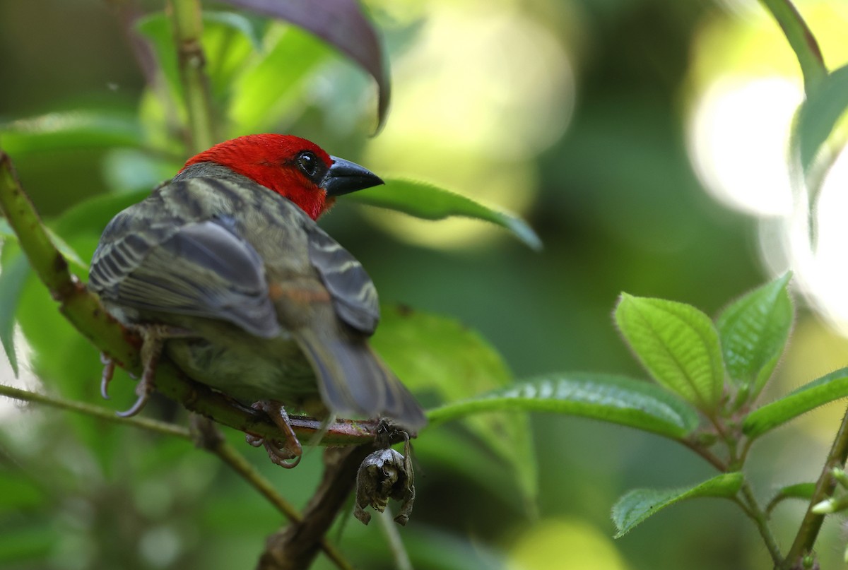 Red-headed Fody - ML487663561