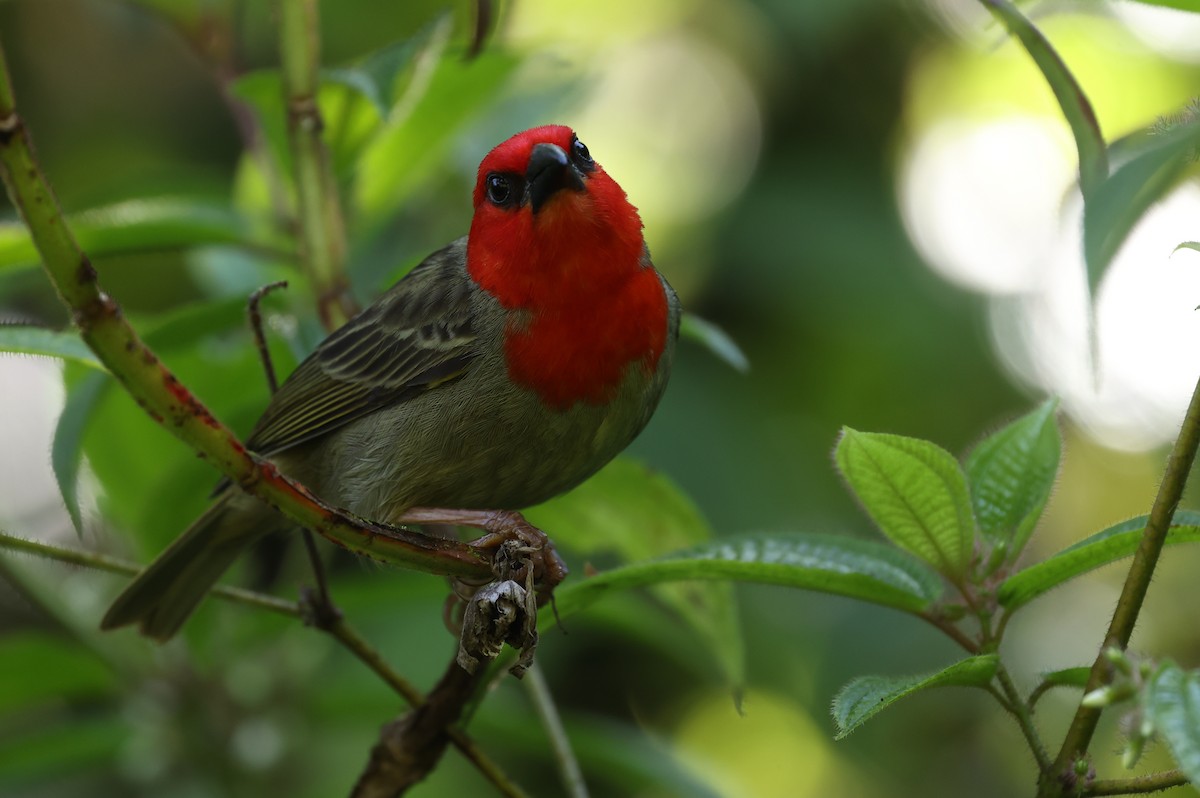 Red-headed Fody - ML487663591