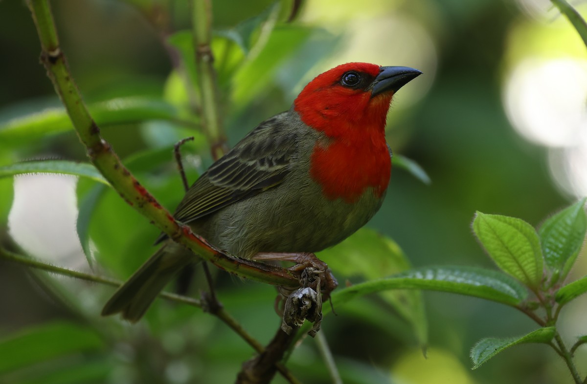 Red-headed Fody - ML487663611