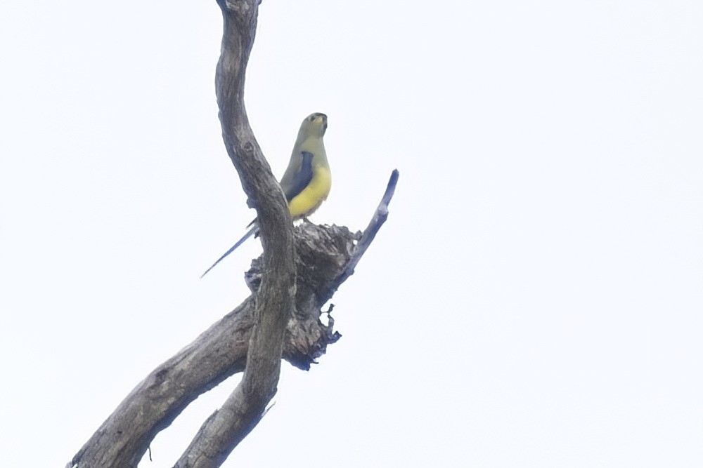Blue-winged Parrot - ML487663631