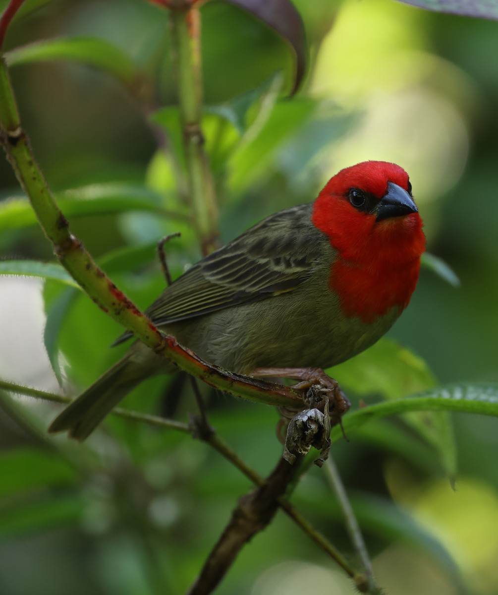 Red-headed Fody - ML487663651