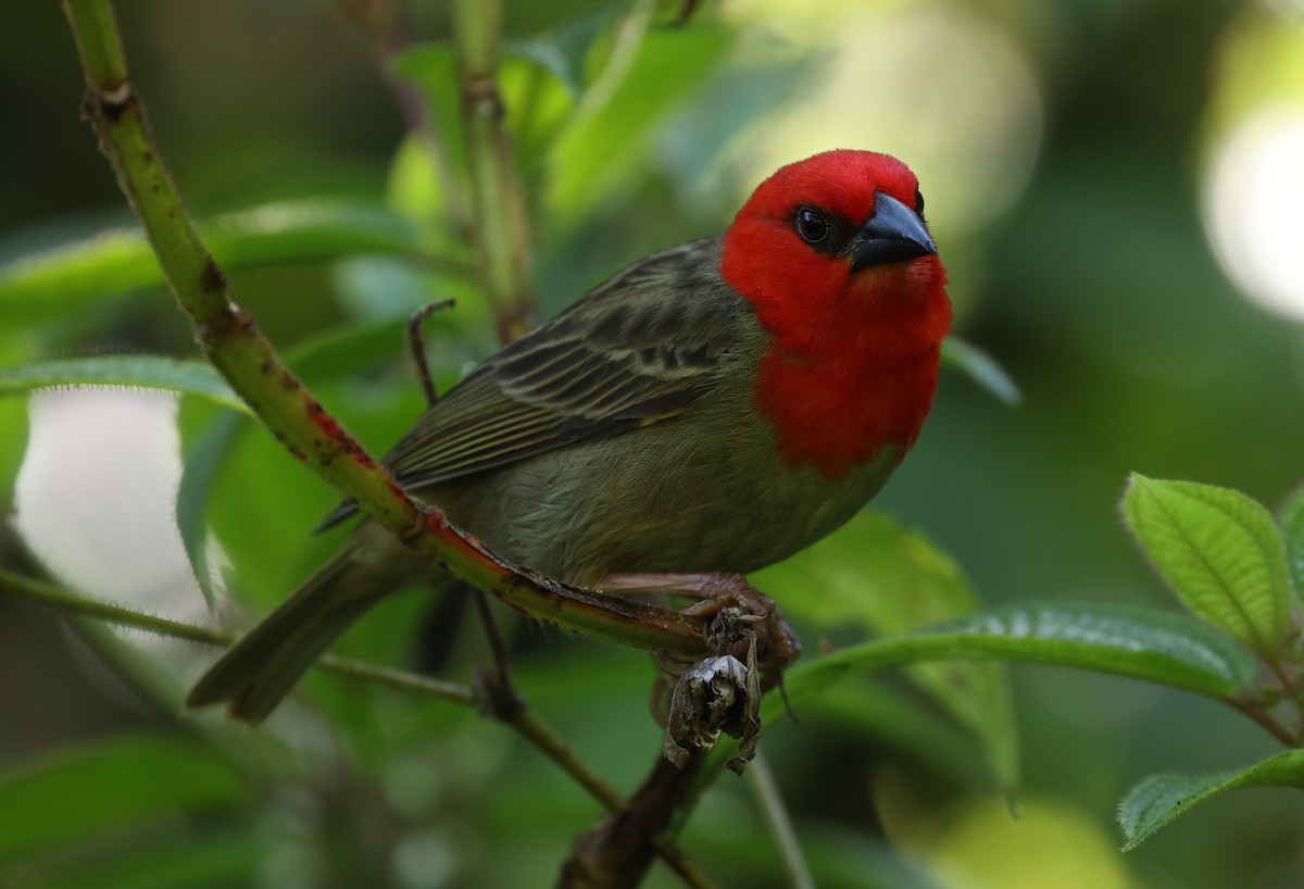 Red-headed Fody - ML487663661