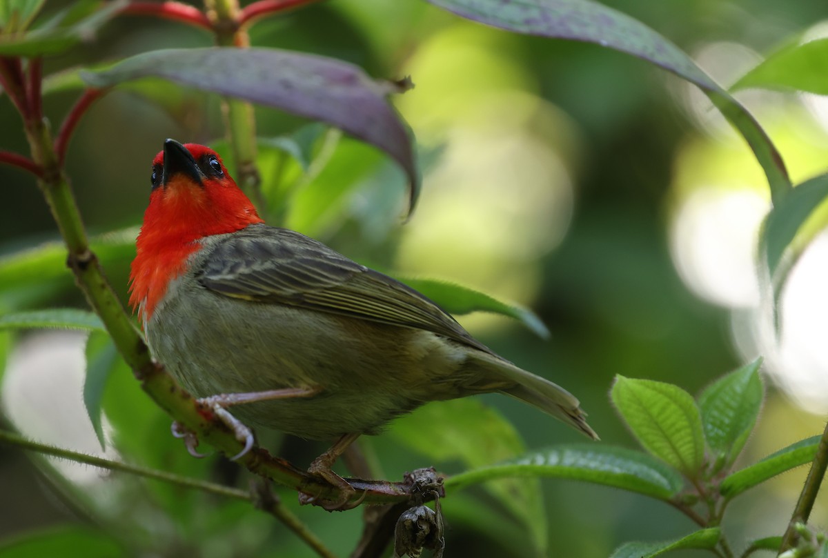 Red-headed Fody - ML487663681