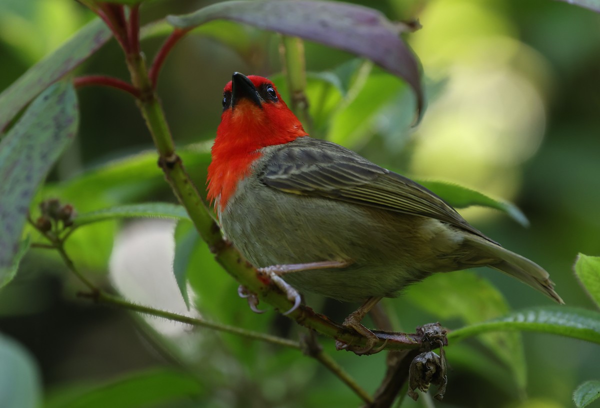 Red-headed Fody - ML487663691