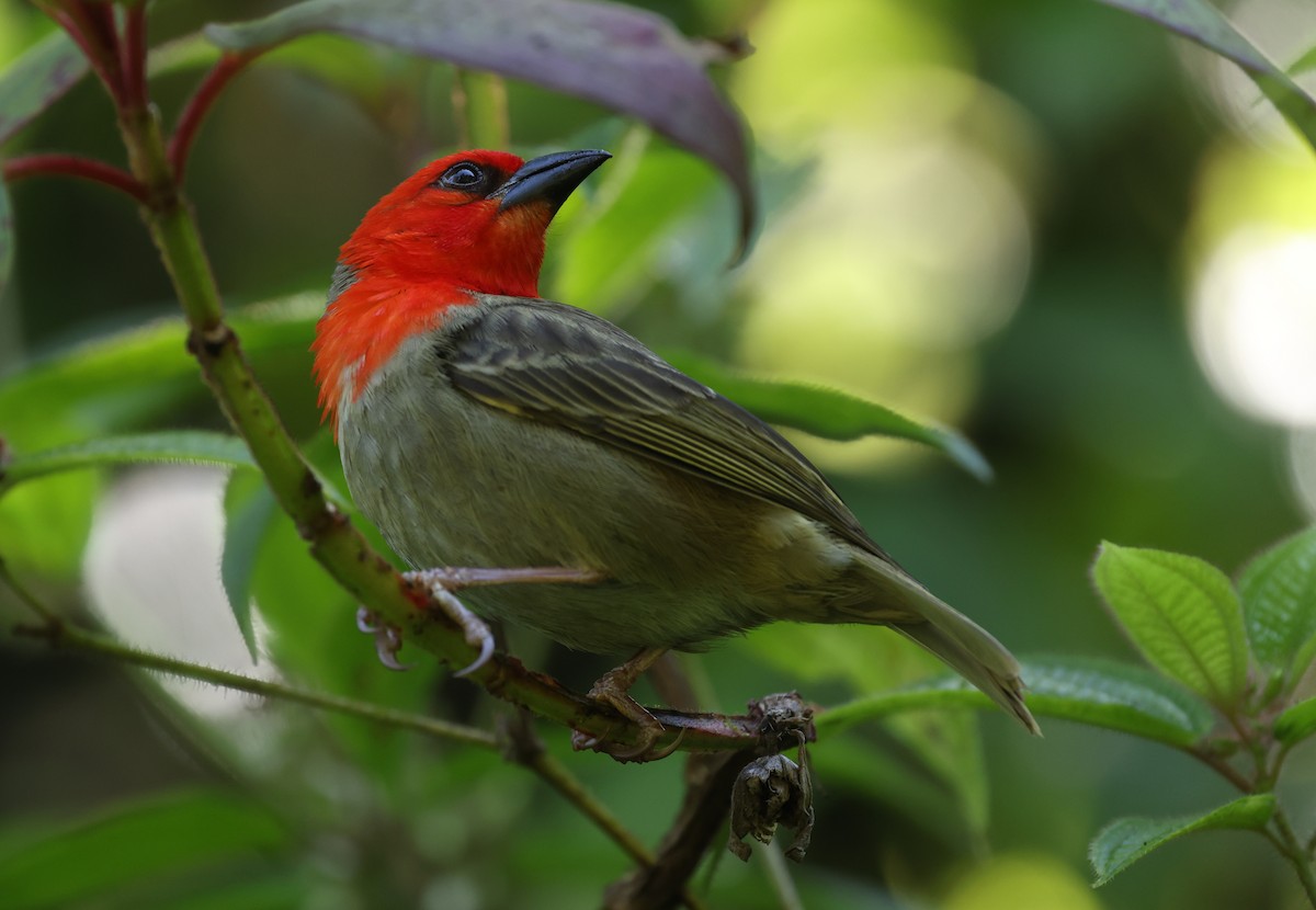 Red-headed Fody - ML487663721