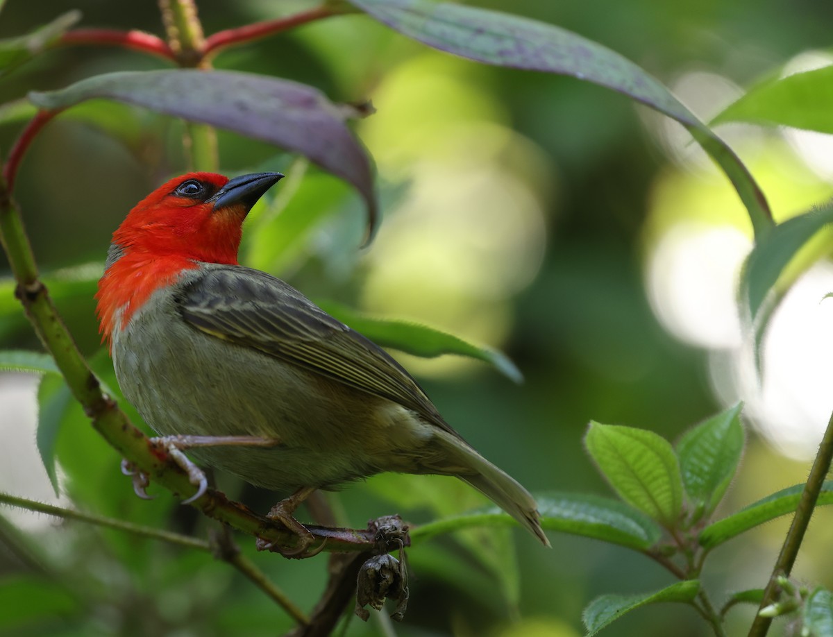 Red-headed Fody - ML487663731