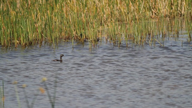 Least Grebe - ML487665