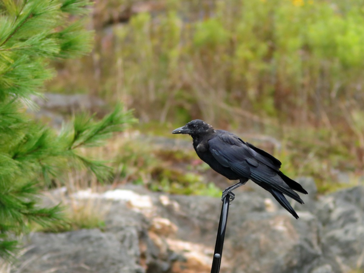 American Crow - ML487665651