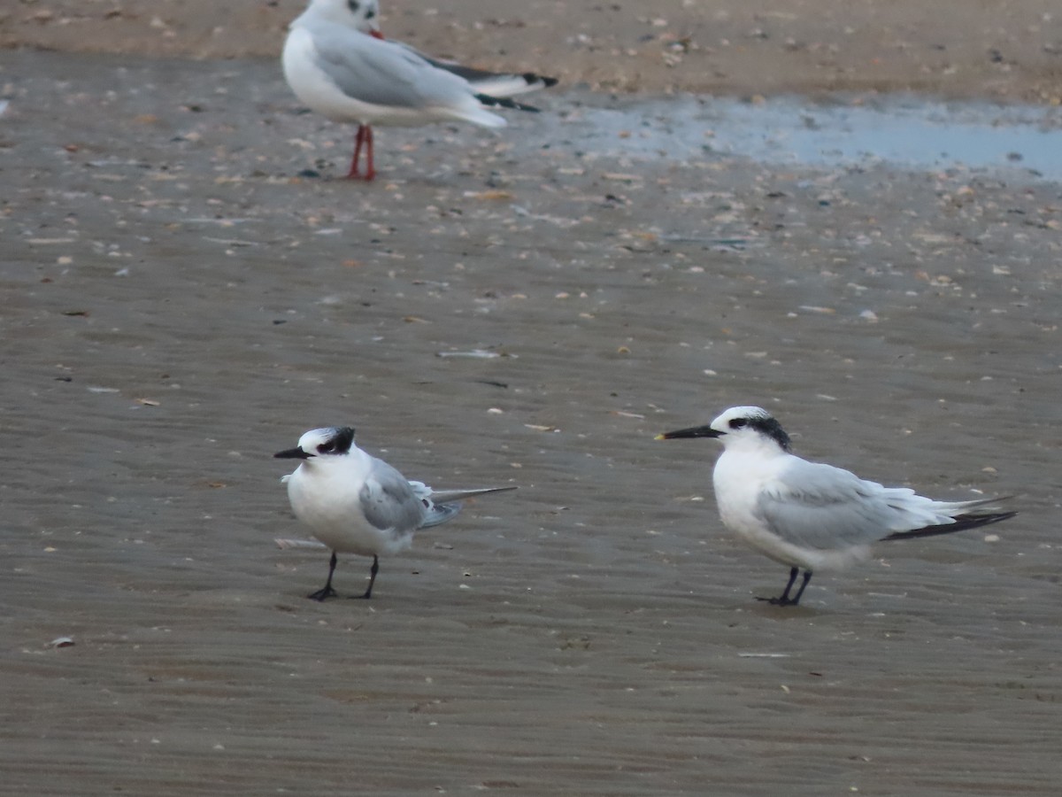 Sandwich Tern (Eurasian) - ML487665771