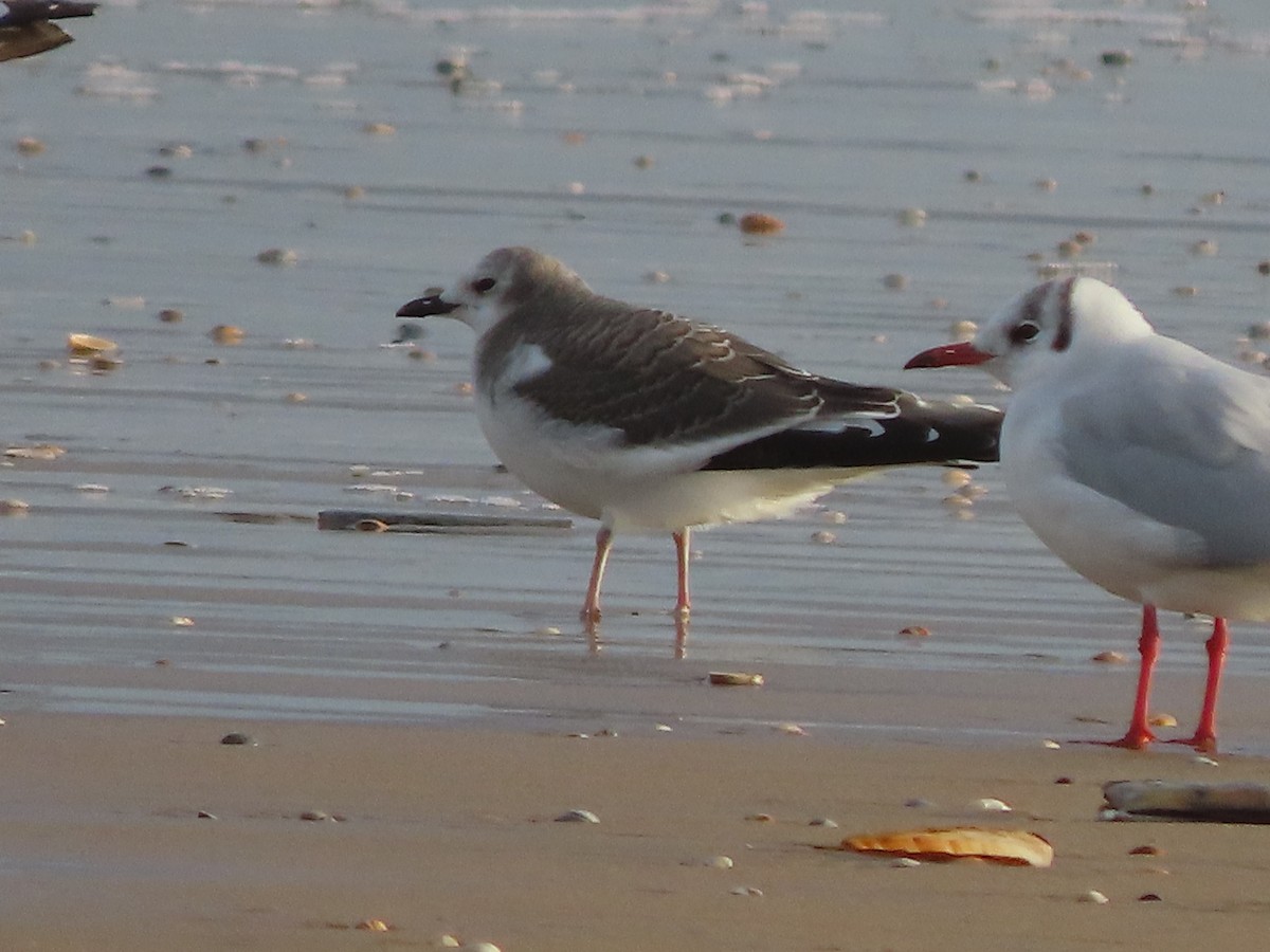 Sabine's Gull - ML487666051