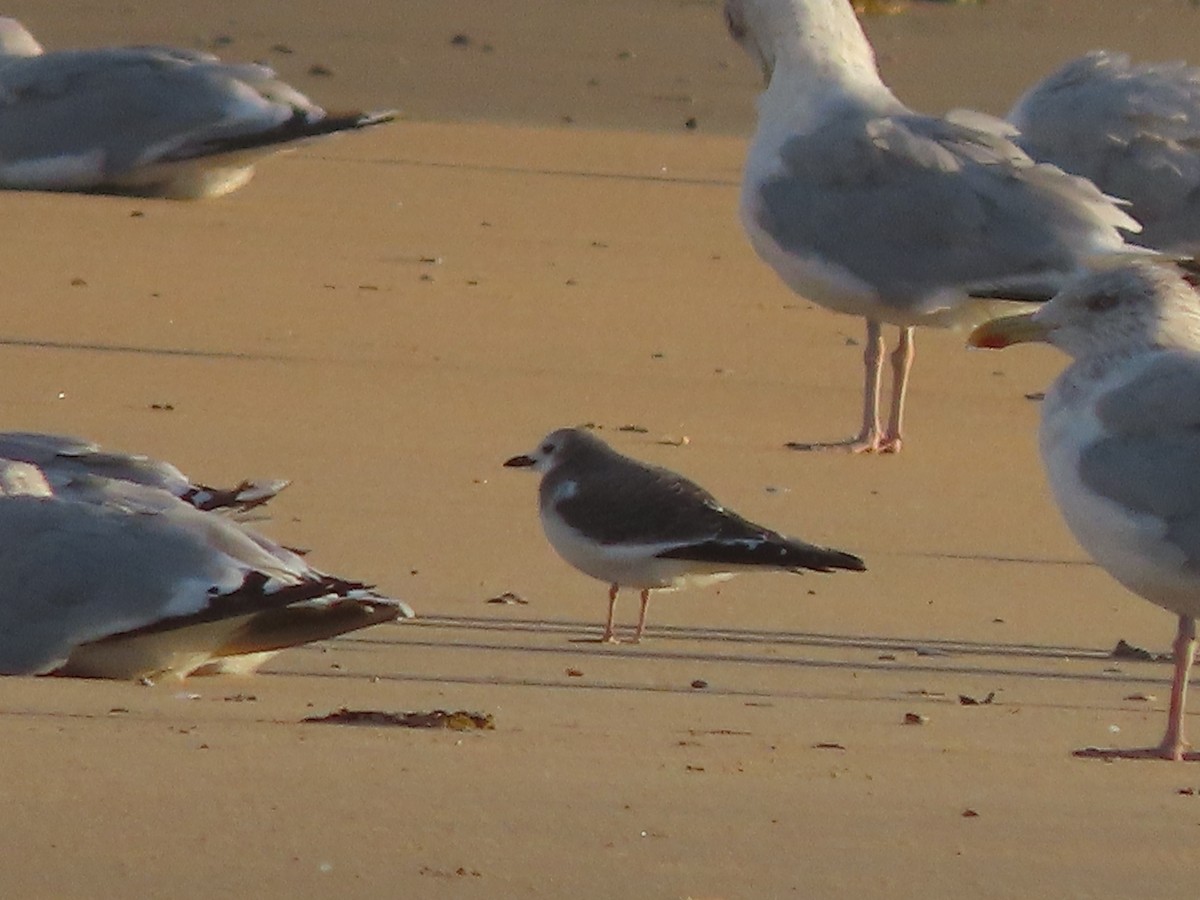 Mouette de Sabine - ML487666171