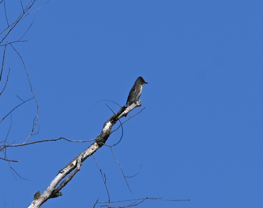 Olive-sided Flycatcher - ML487666221