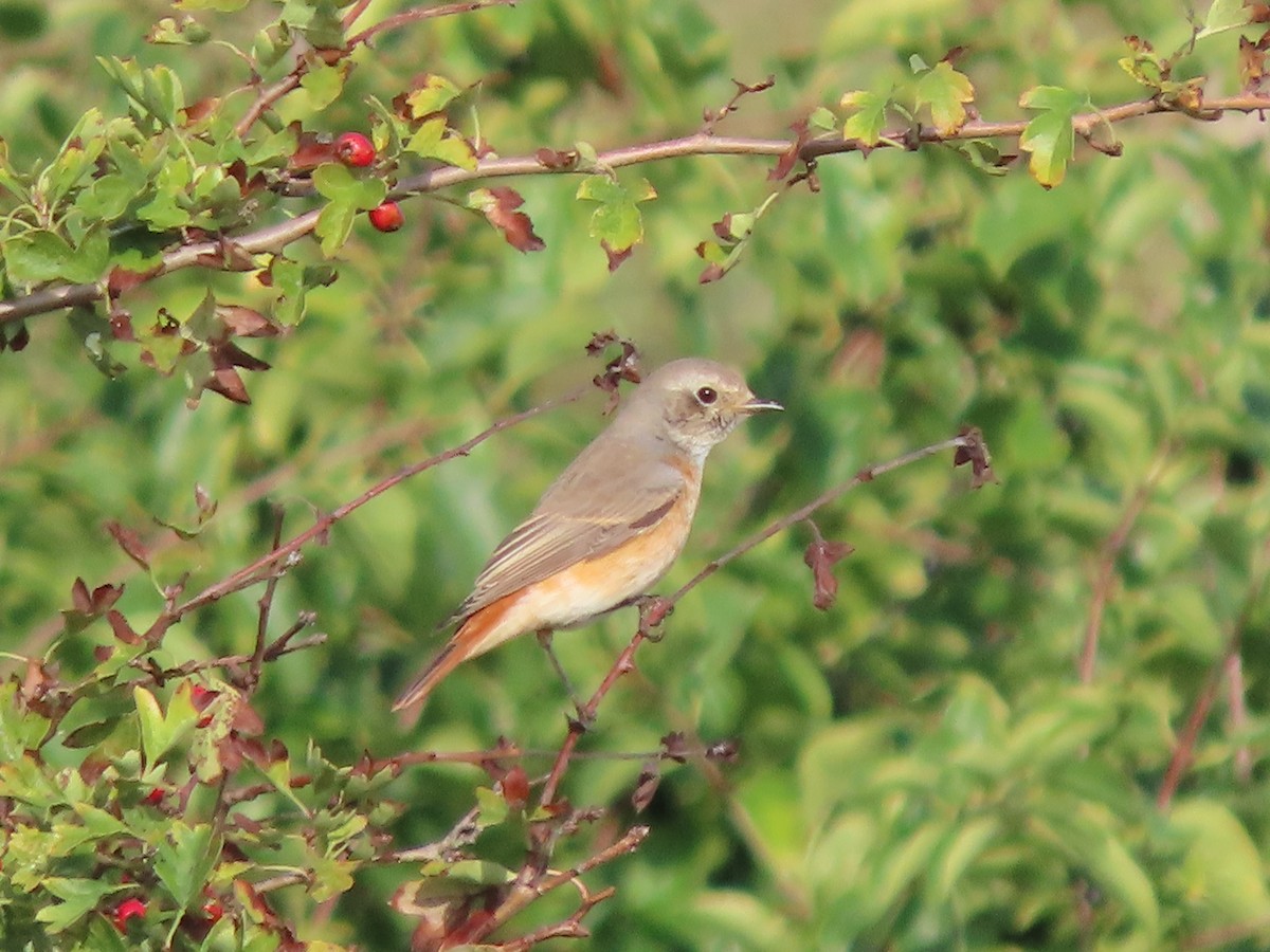 Common Redstart - ML487666241