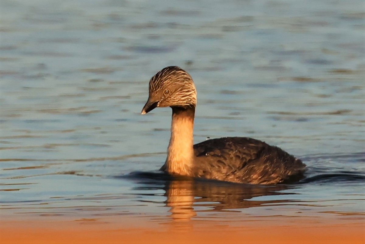 Hoary-headed Grebe - ML487666961