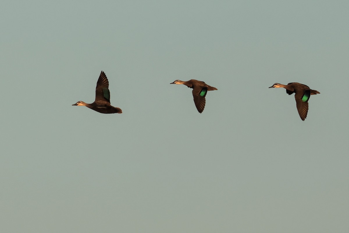 Pacific Black Duck - ML487667571