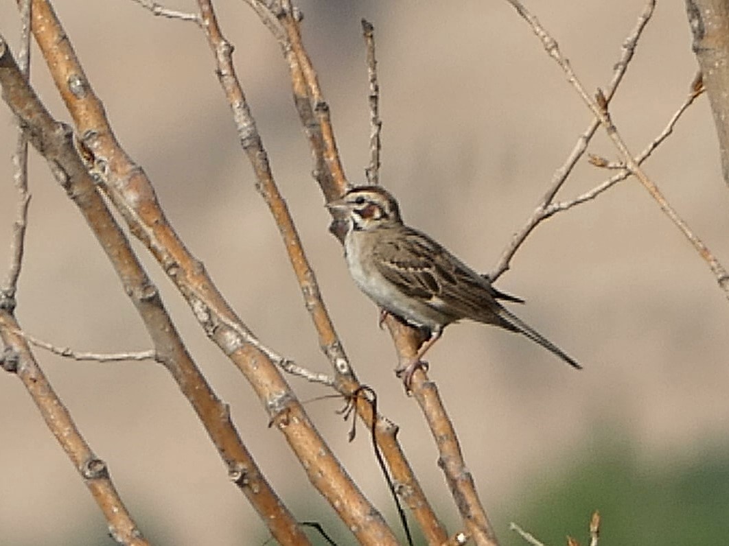 Lark Sparrow - Steve Wegner