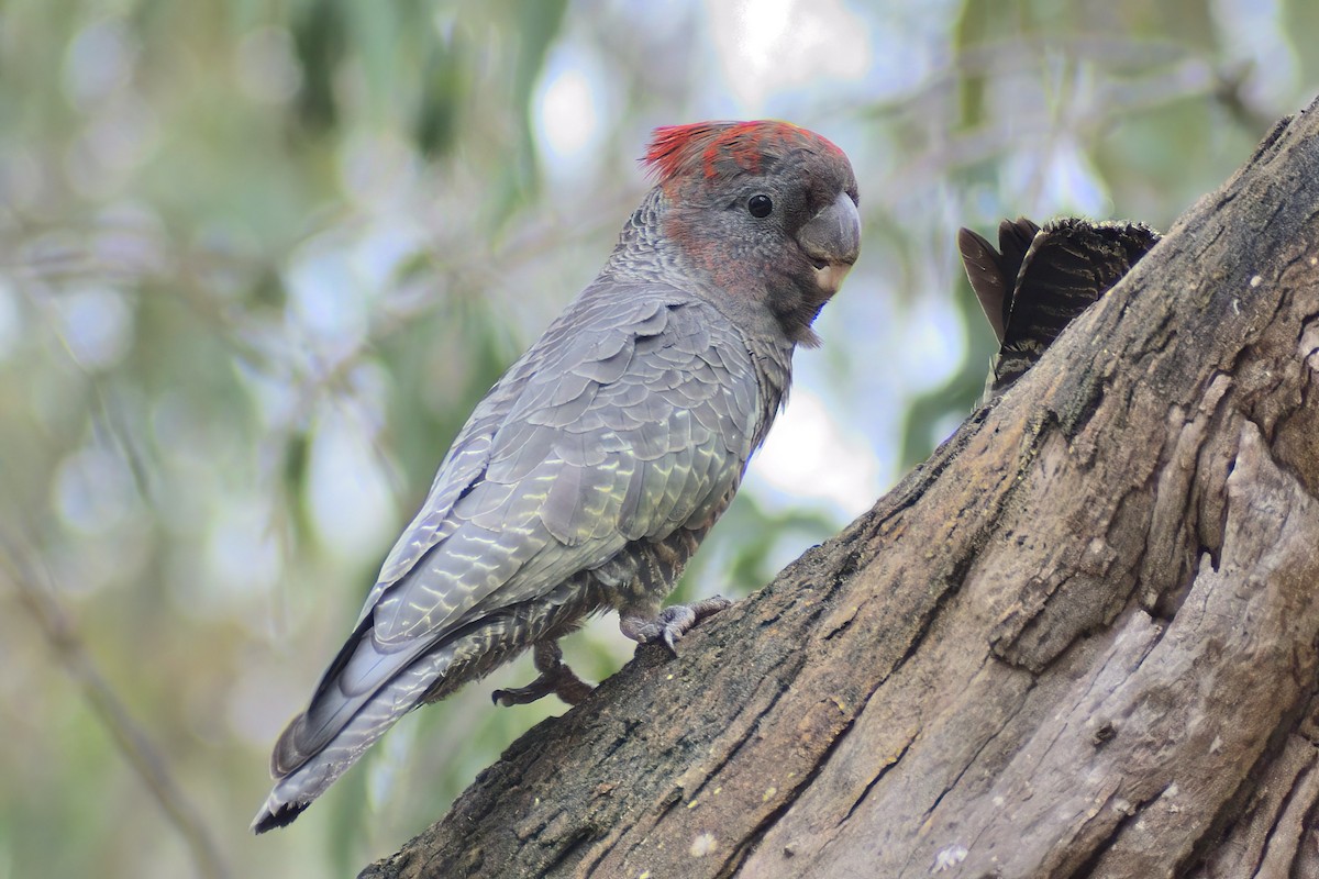 Gang-gang Cockatoo - ML487669801