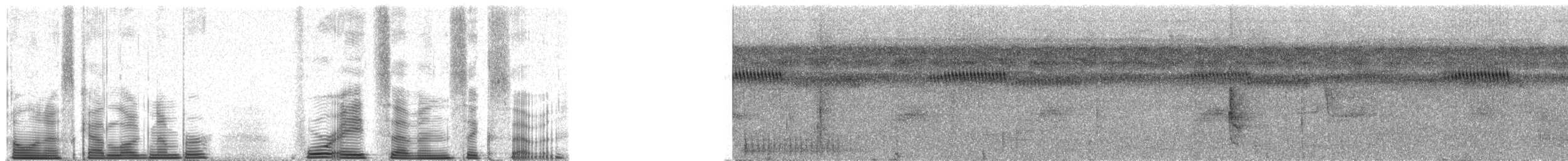 Coraya Wren - ML48767