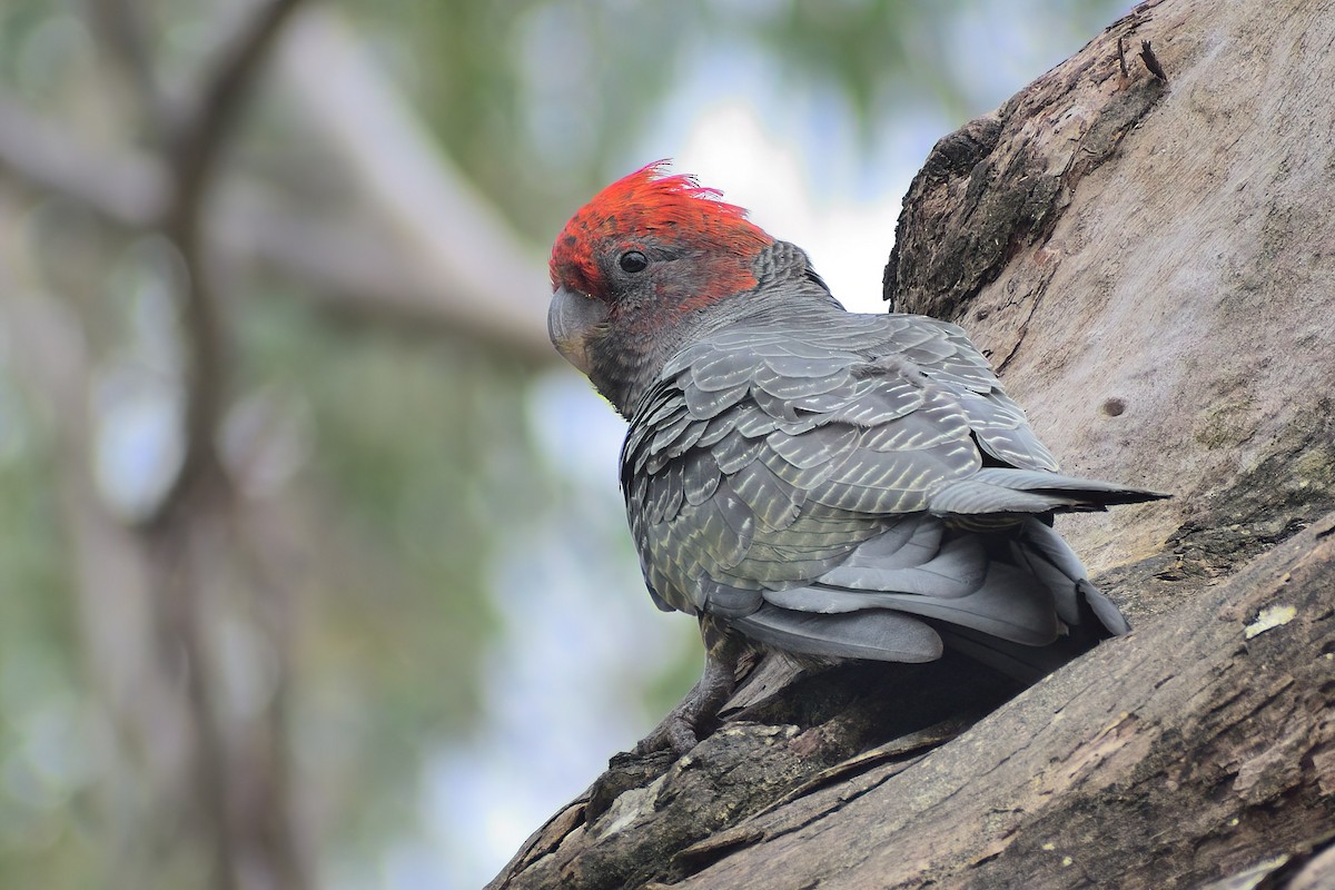 Gang-gang Cockatoo - Ken Tay