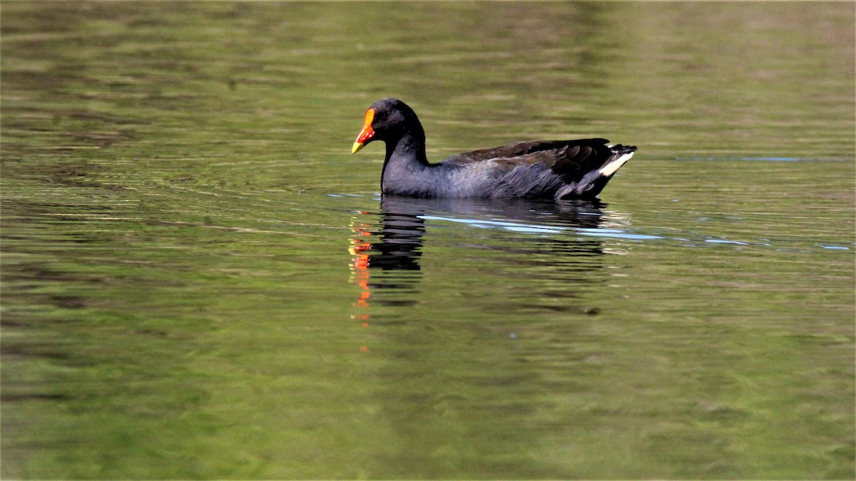 Dusky Moorhen - DJ ML