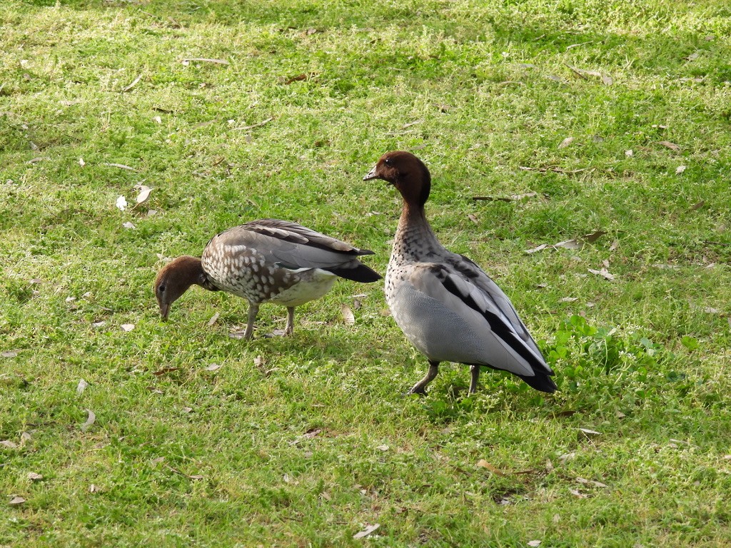 Pato de Crin - ML487672161