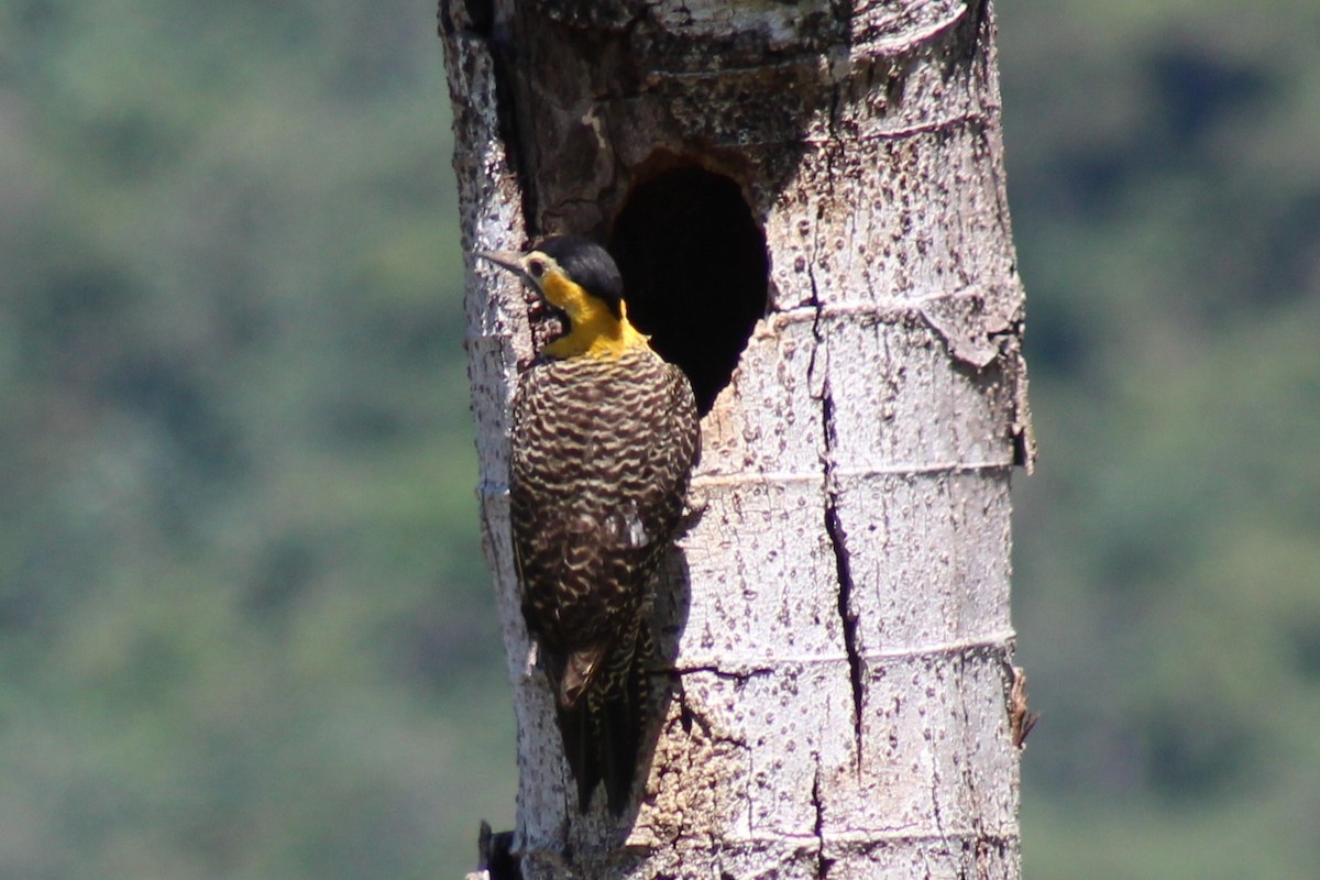 Campo Flicker - ML487672891