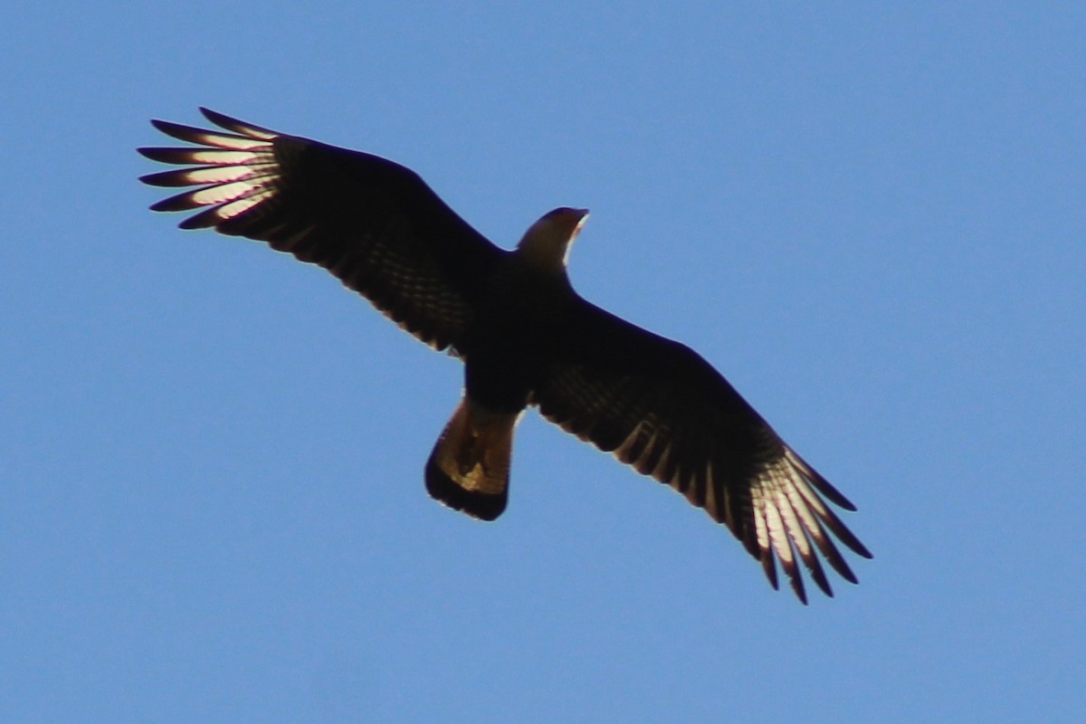 Crested Caracara - Andréa Souza