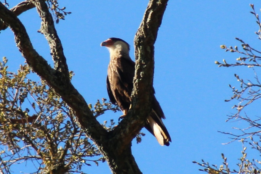 Crested Caracara - ML487672941