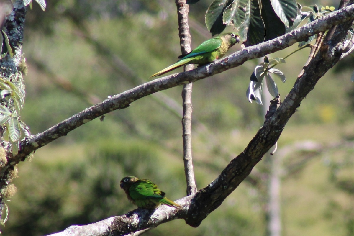 ウロコメキシコインコ - ML487672991