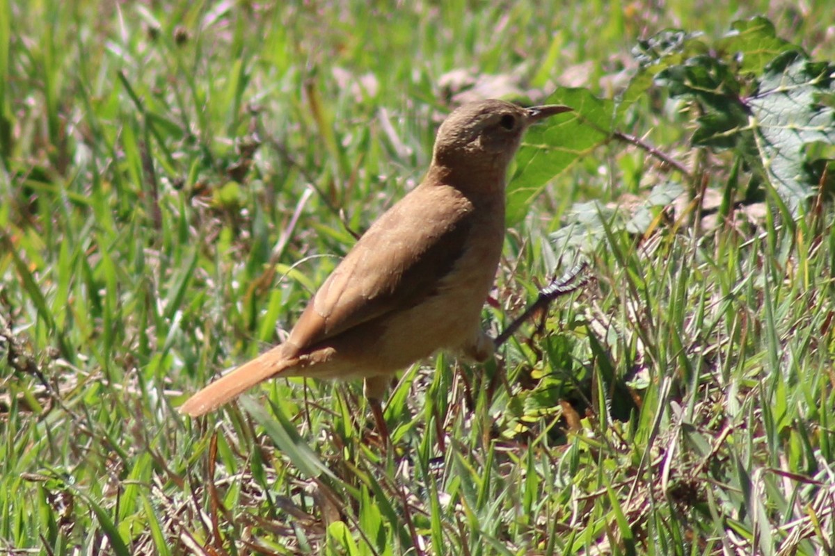 Rufous Hornero - Andréa Souza