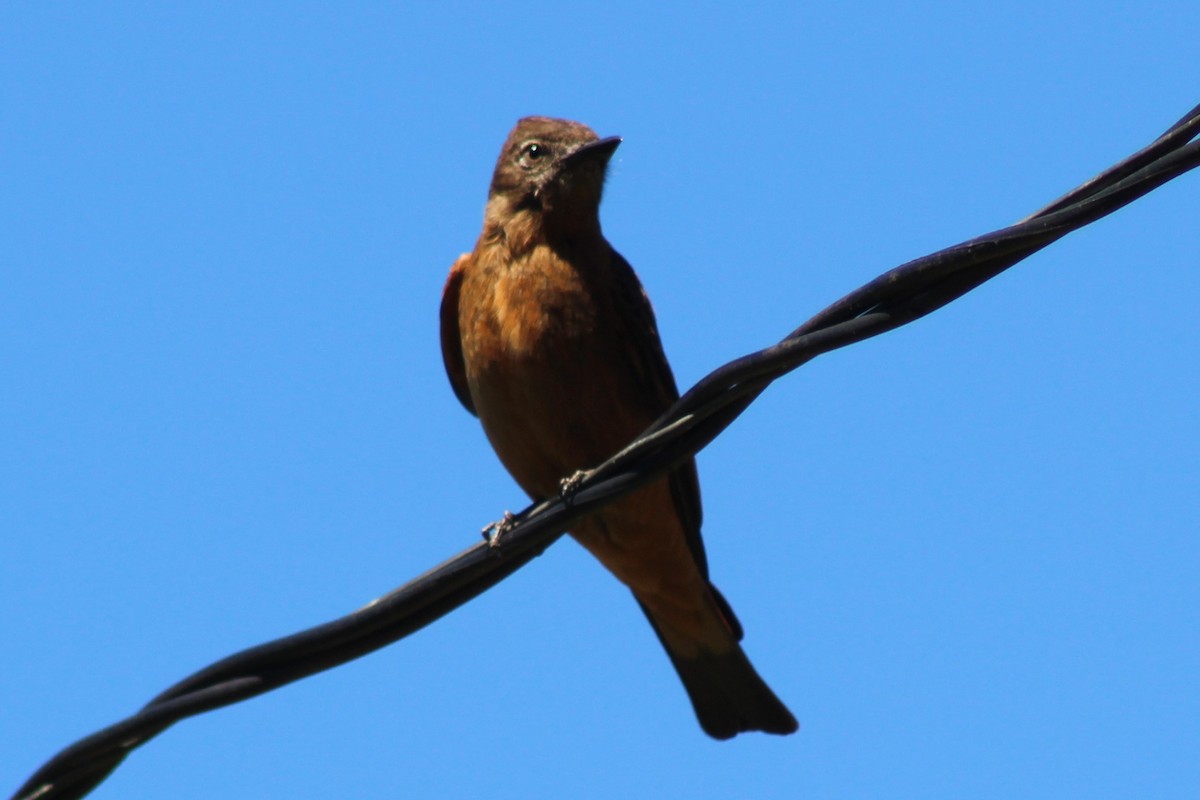 Cliff Flycatcher - ML487673091