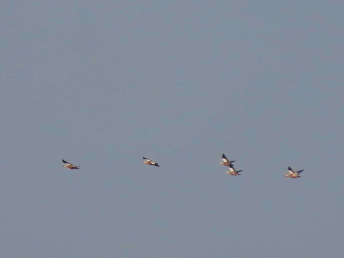 Ruddy Shelduck - Jack Noordhuizen