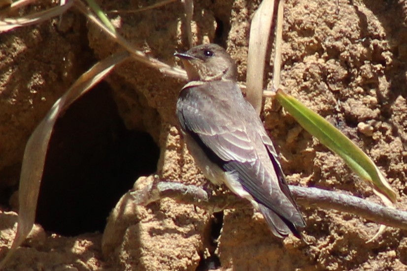 Southern Rough-winged Swallow - ML487673181