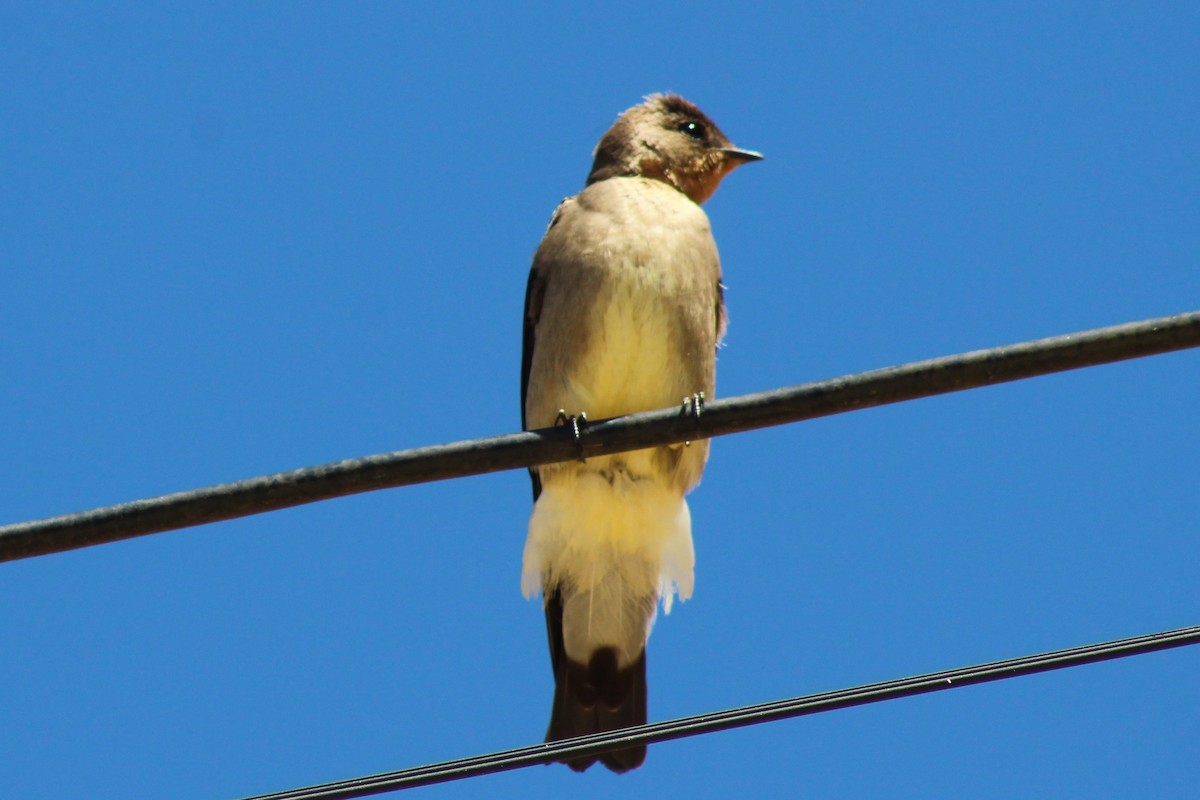 Southern Rough-winged Swallow - ML487673221