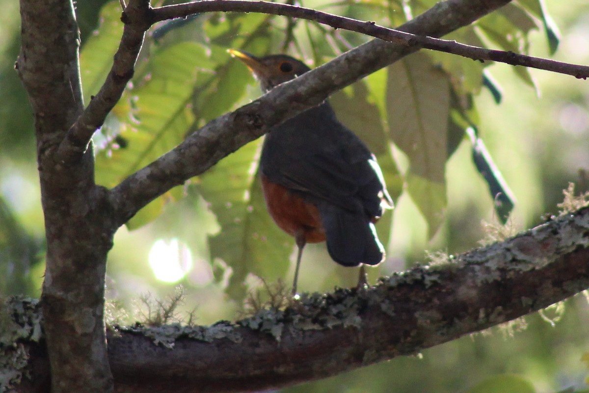 Rufous-bellied Thrush - ML487673251