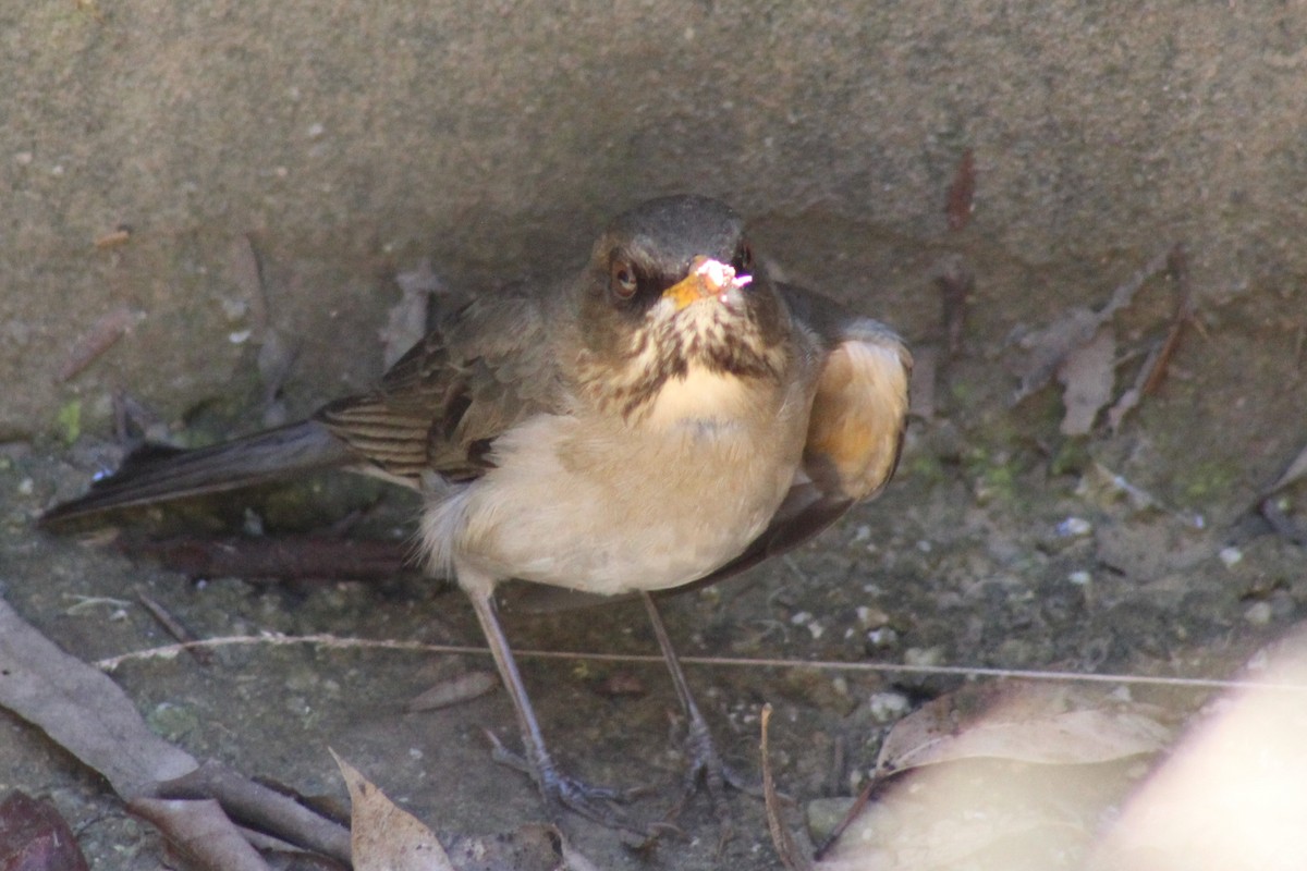 Creamy-bellied Thrush - ML487673271