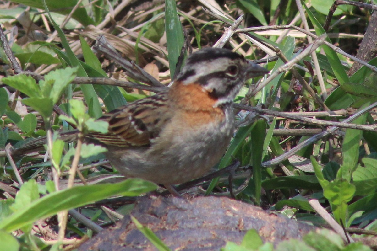 Rufous-collared Sparrow - Andréa Souza