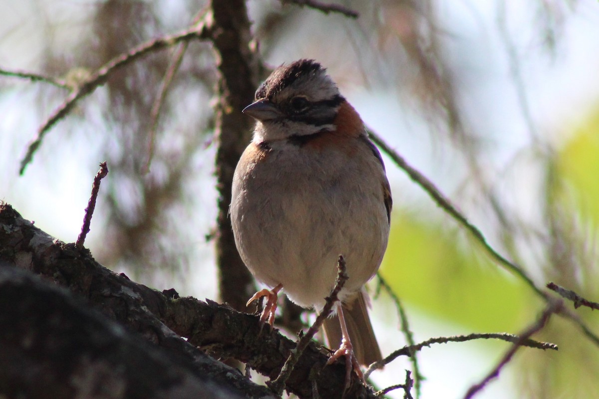 Rufous-collared Sparrow - ML487674891