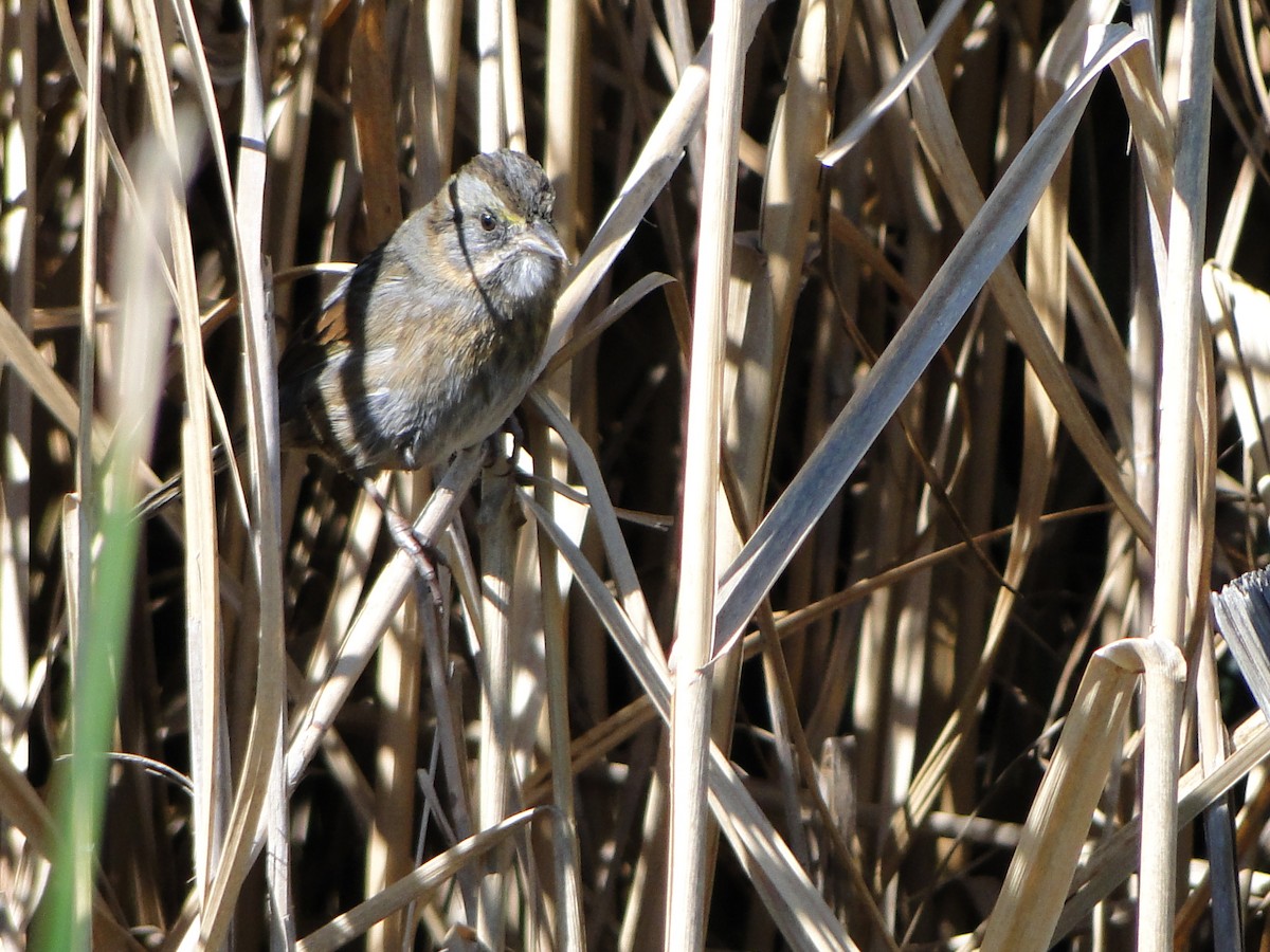 Seaside Sparrow - Mary Mehaffey