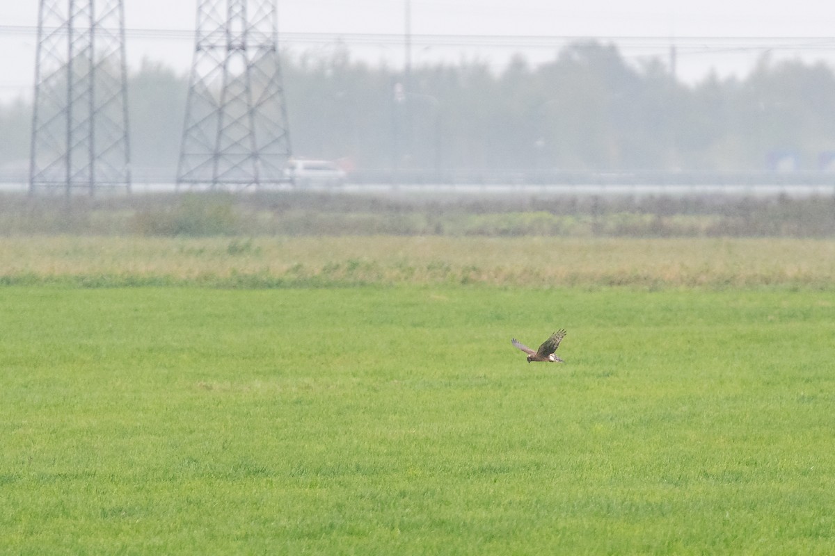 Hen Harrier - ML487675491