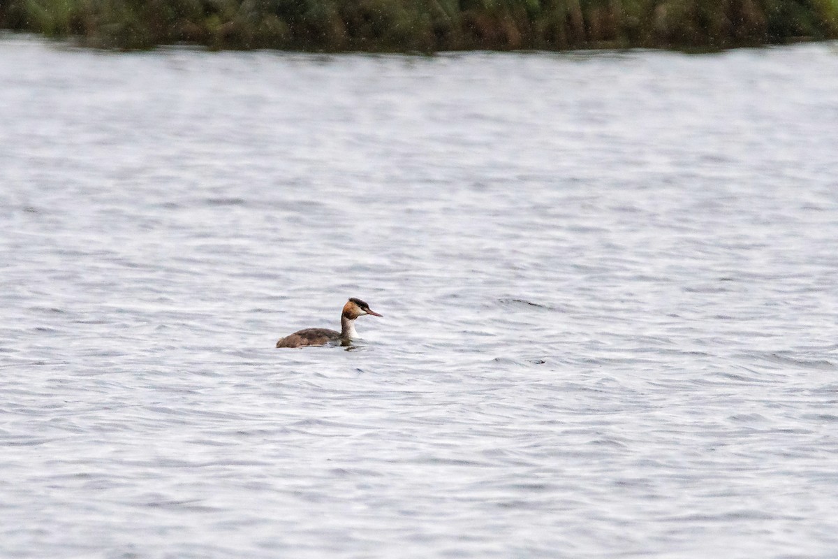 Great Crested Grebe - ML487675521