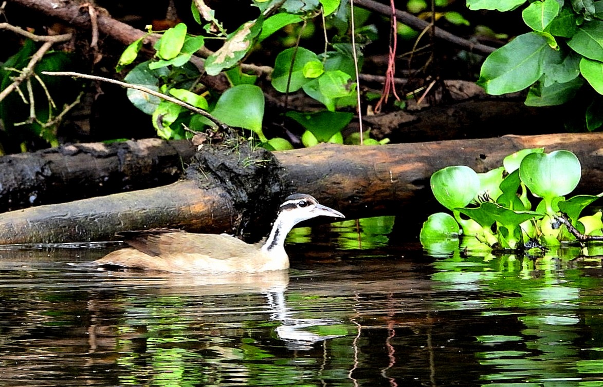 Sungrebe - ML487675691