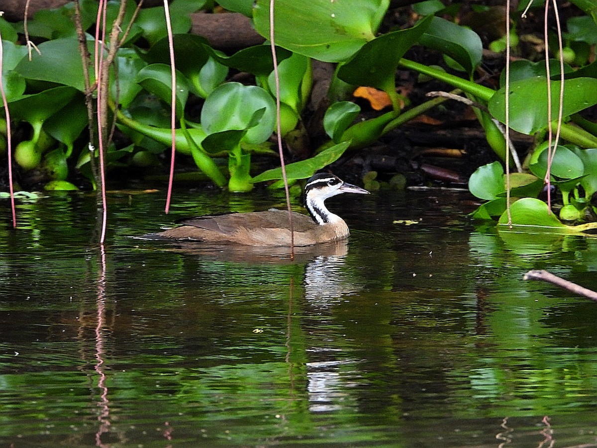 Sungrebe - ML487675701