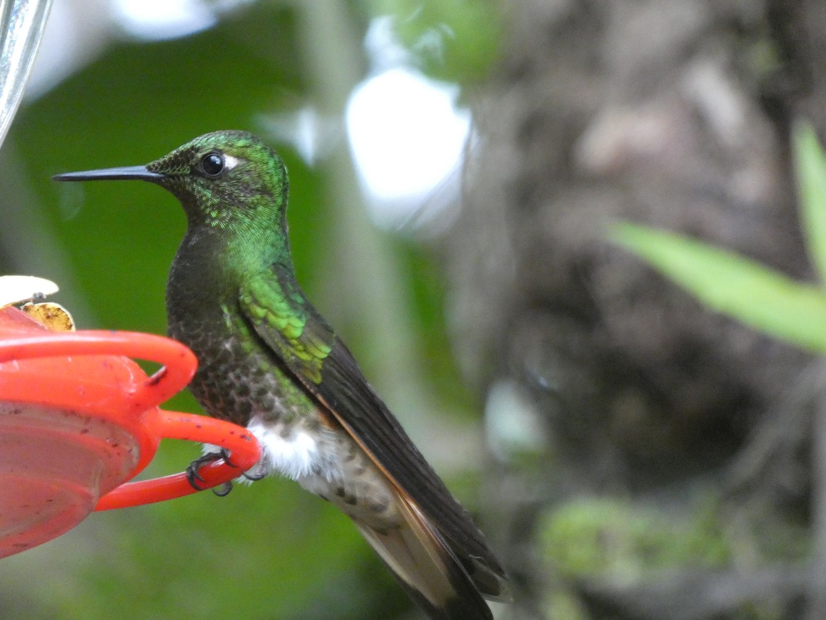 Buff-tailed Coronet - ML487676811