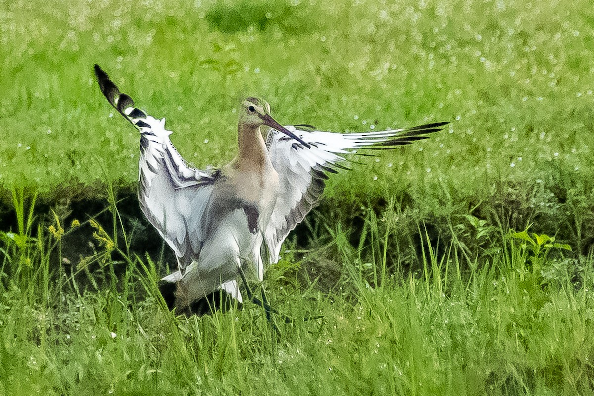 Black-tailed Godwit - Bharatendra Singh Parihar